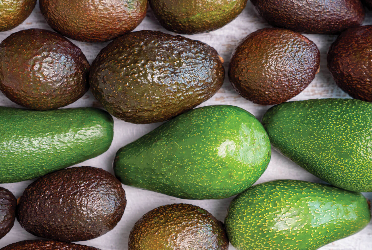 El Salvador – Productos para la agricultura y ganadería