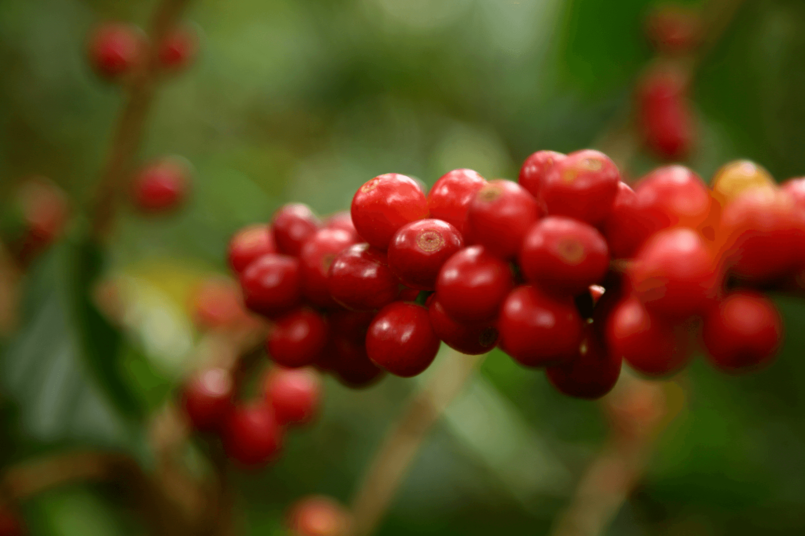 El Salvador – Productos para la agricultura y ganadería